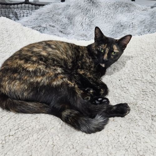 Phoenix - Domestic Short Hair (DSH) Cat