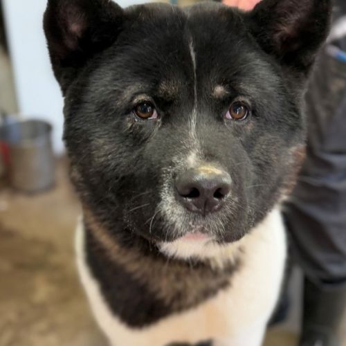 Beau - Akita Dog