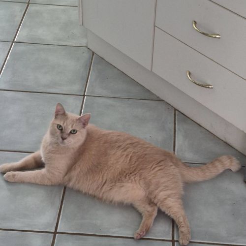 Phoebe - Domestic Short Hair (DSH) Cat