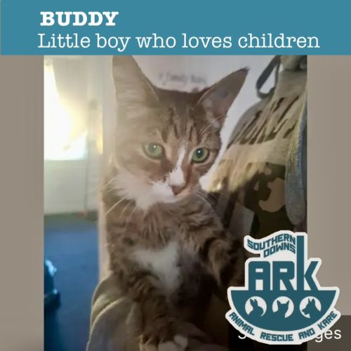 Buddy - Domestic Short Hair (DSH) Cat
