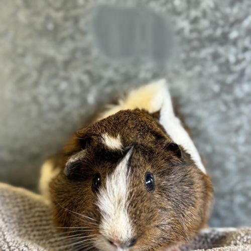 George - Abyssinian Guinea Pig