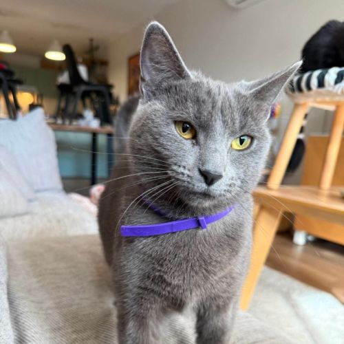 Havana - Domestic Short Hair (DSH) Cat