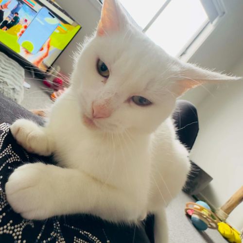 Mayo - Domestic Short Hair (DSH) Cat