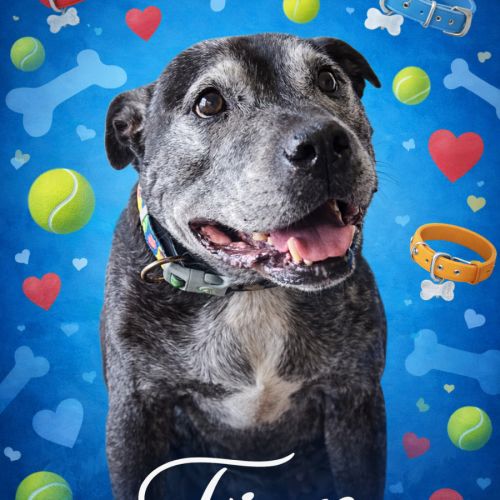 Finn - Staffordshire Bull Terrier Dog