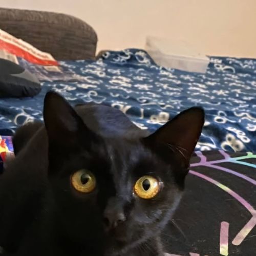 Shiloh - Domestic Short Hair (DSH) Cat