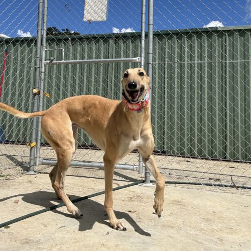 Sakura The Greyhound - Greyhound Dog