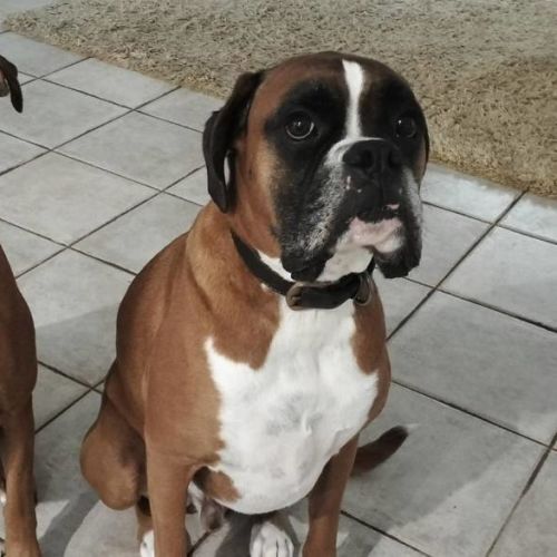 Hugo & Willow - Boxer Dog