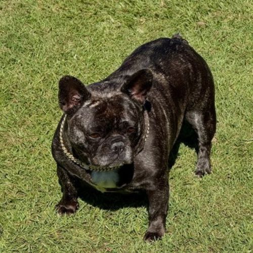 Frankie - French Bulldog