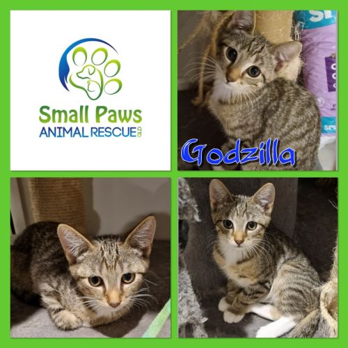 Godzilla - Domestic Short Hair (DSH) Cat