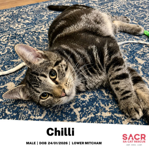 Chilli - Domestic Short Hair (DSH) Cat
