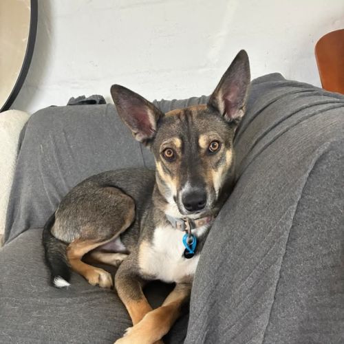 Max - Mixed breed Dog