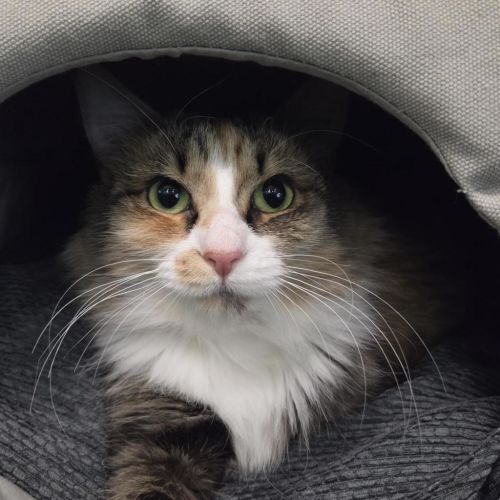 Chardonnay - Domestic Medium Hair Cat