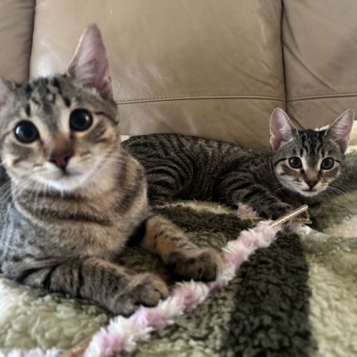 Billie and Tiger  - Domestic Short Hair (DSH) Cat