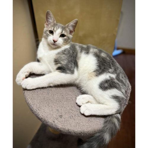 13138 - Flower - Domestic Short Hair (DSH) Cat