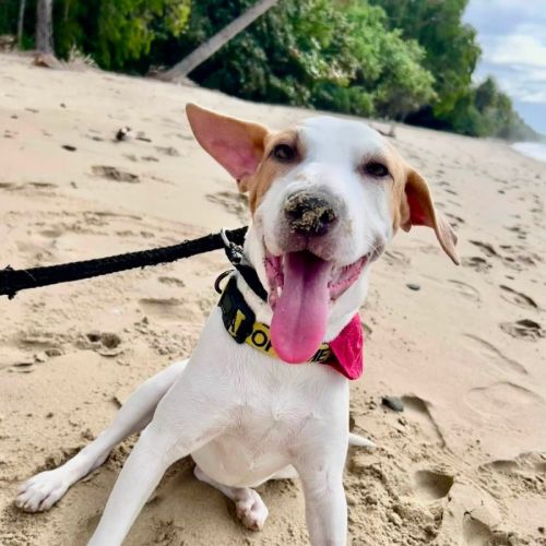 Millie - Bull Arab Dog