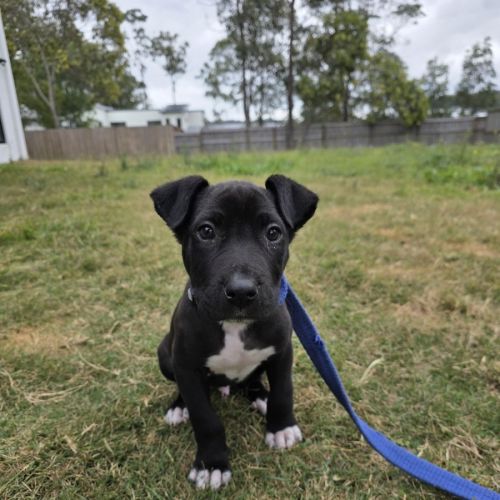 Orion - Bull Arab Dog