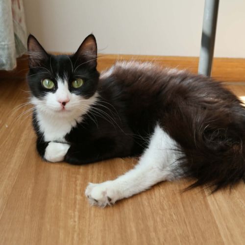 Michi - Domestic Short Hair (DSH) Cat