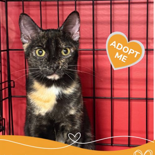 Nadia - Domestic Short Hair (DSH) Cat