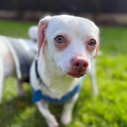Jessie  - Chihuahua x Dachshund Dog