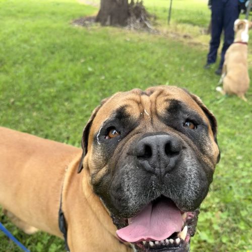 Neil - Mastiff Dog