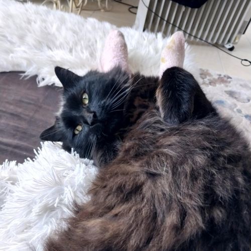 Lenny Firebrace - Domestic Short Hair Cat