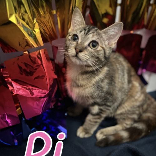 Pi - Domestic Short Hair (DSH) Cat