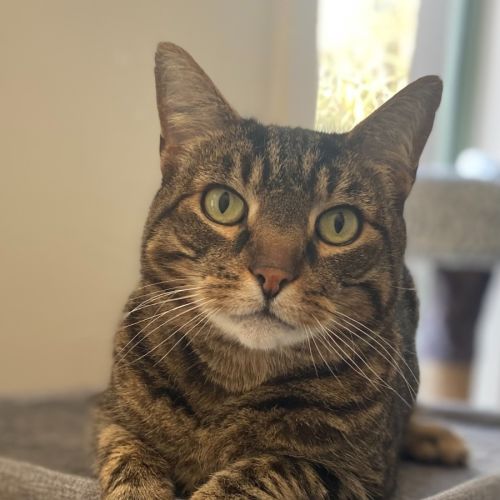 Mickey - Domestic Short Hair (DSH) Cat