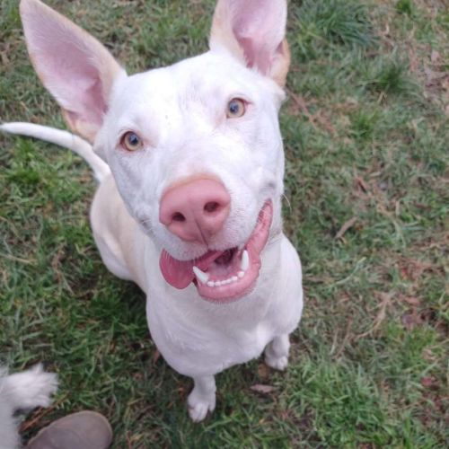 Marshmallow  - Bull Terrier Dog
