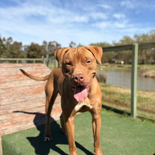 Bobby - American Staffy Dog