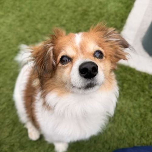 Ashiboy - Jack Russell Terrier Dog