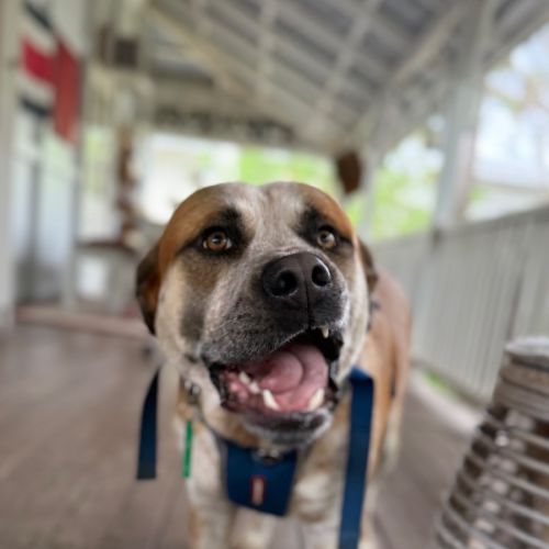 Nolan  - American Staffordshire Terrier x Australian Cattle Dog