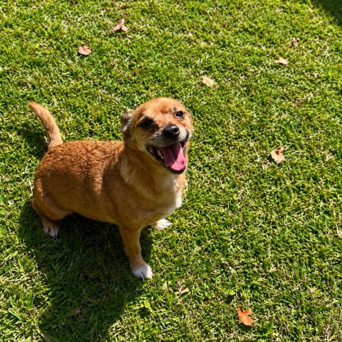 Rex - Chihuahua Dog