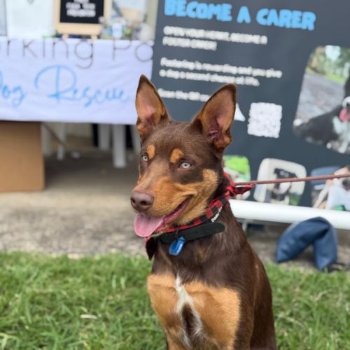 Ranger - Australian Kelpie Dog