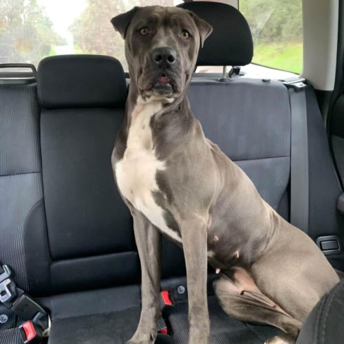 Nulla - Mastiff x Shar Pei Dog