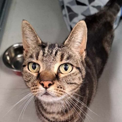 Bazilina - Domestic Short Hair (DSH) Cat