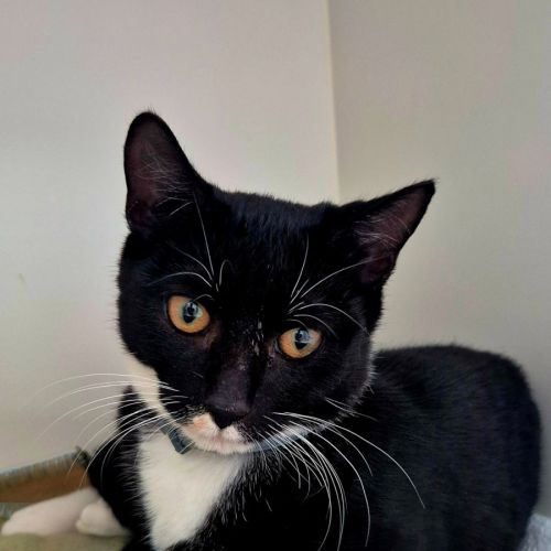 Riley (9032) - Domestic Short Hair (DSH) Cat