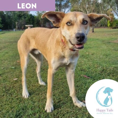 Leon - Australian Kelpie x Mixed breed Dog