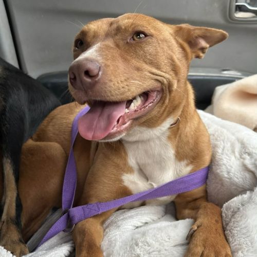 Deeks - Australian Kelpie Dog