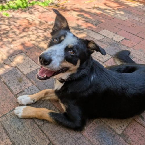 Angus - Border Collie x Australian Kelpie Dog