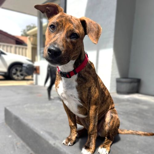 Candy - Mixed breed Dog