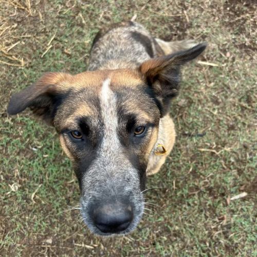 Hannah - Australian Cattle Dog