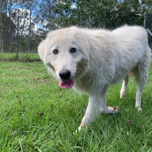 Rosemarie - Maremma Sheepdog