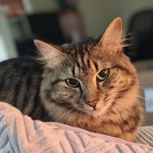 Dior - Domestic Short Hair (DSH) Cat