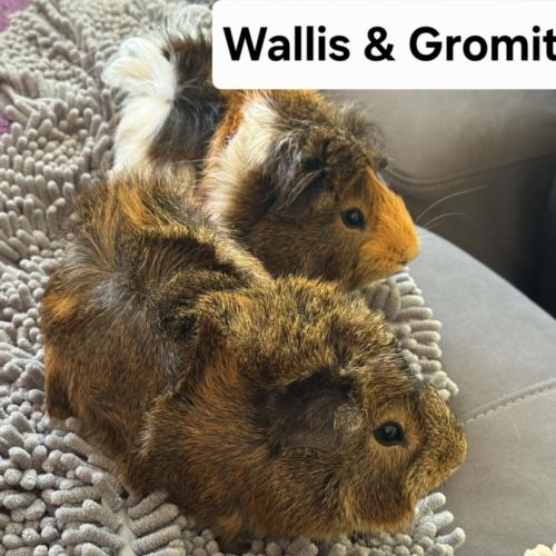 Wallis & Gromit -  Guinea Pig