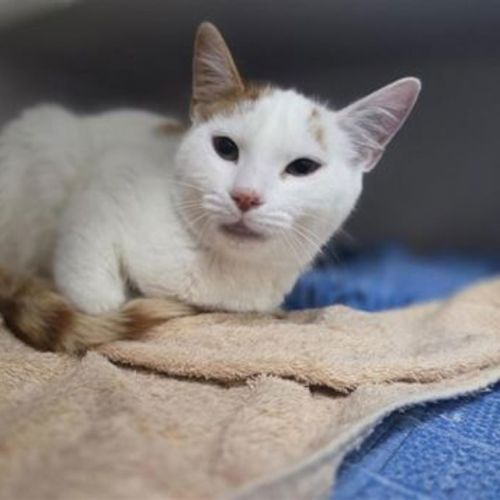 Arian - Domestic Short Hair Cat