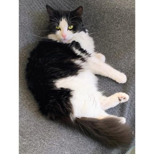 8457 - Savvy - Domestic Medium Hair (DMH) Cat