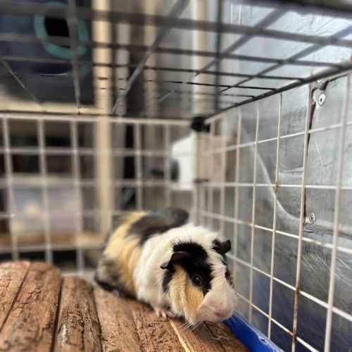 Giles - Abyssinian Guinea Pig