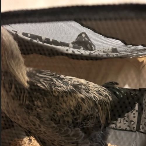 Coco -  Chicken