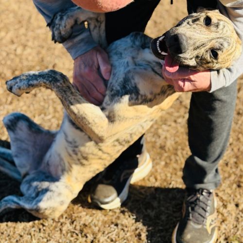 🖤🤍 CC 🤍🖤 - Whippet x Bull Arab Dog