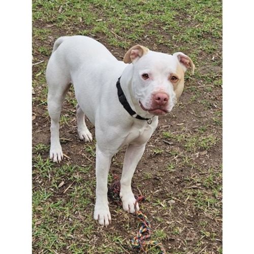 Jasper - Staffordshire Bull Terrier Dog